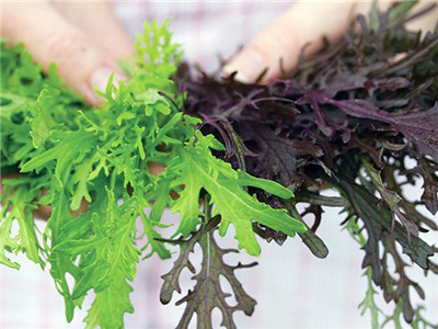 Asian Greens Asian Greens