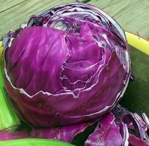 Cabbage Cabbage