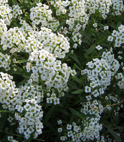 Flower : Alyssum : Sweet Alyssum Flower : Alyssum : Sweet Alyssum