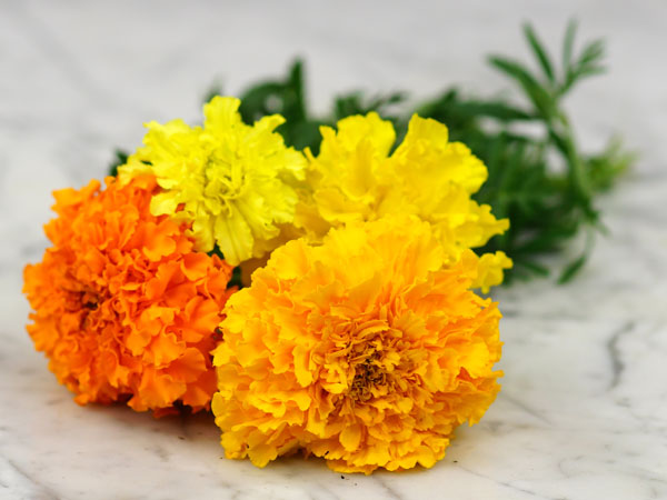 Flower : Marigold