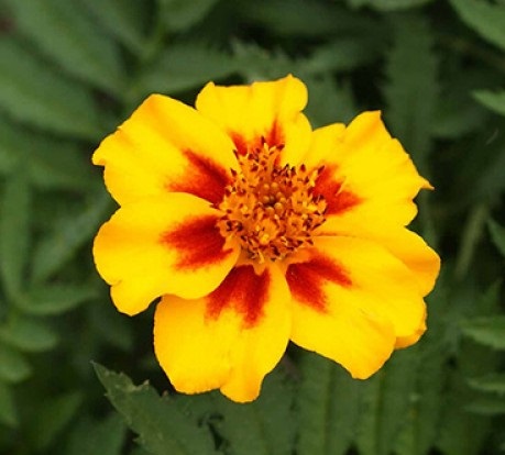 Flower : Marigold Flower : Marigold