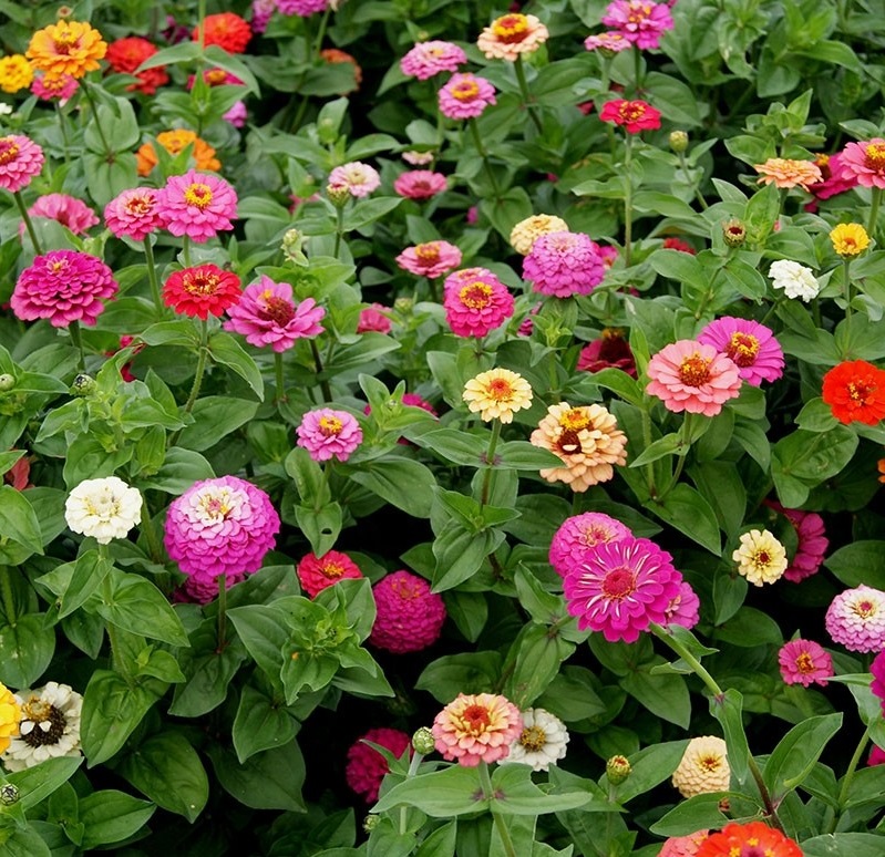 Flower : Zinnia Flower : Zinnia