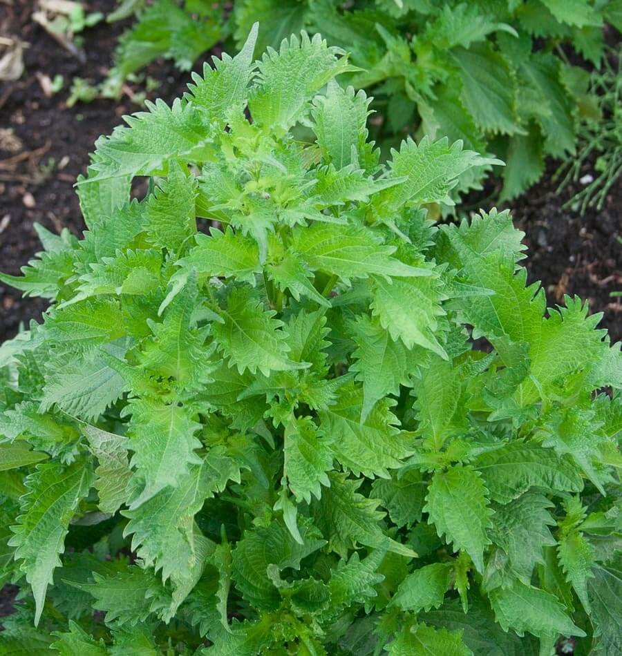 Herb : Epazote Herb : Epazote