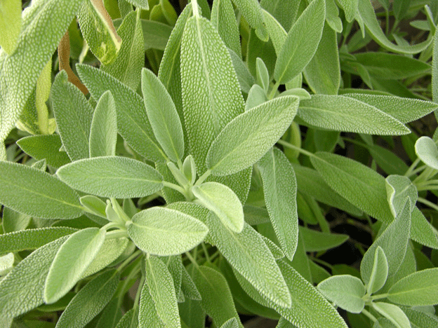 Herb : Sage Herb : Sage