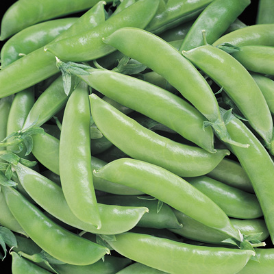 Pea : Edible Pod Pea : Edible Pod