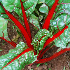 Swiss Chard Swiss Chard