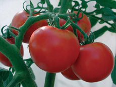 Tomato : Slicing Tomato : Slicing