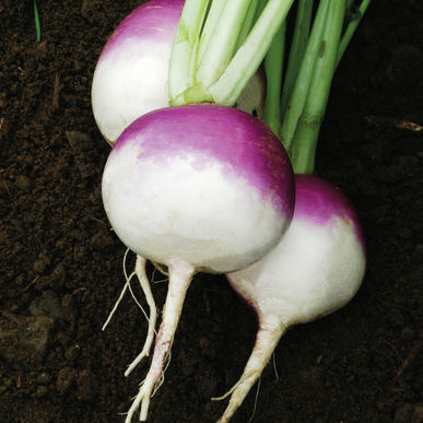 Turnip Turnip
