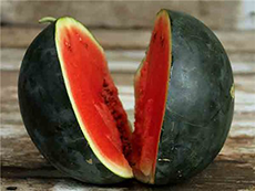 Watermelon Watermelon
